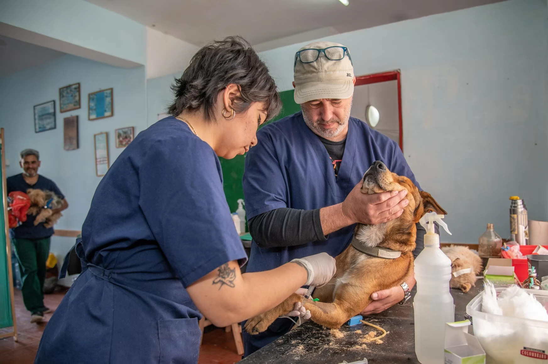 Asociación Médica Veterinaria Americana - AVMA